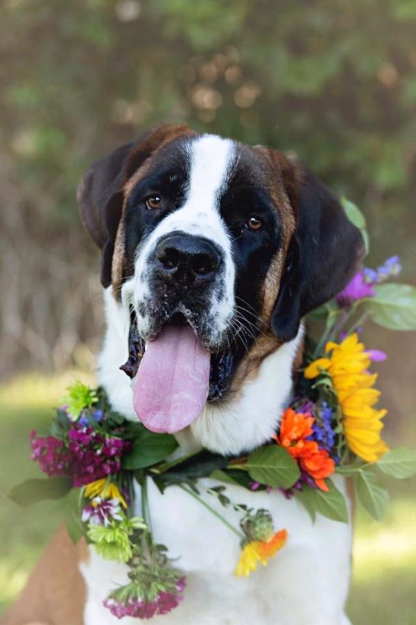 /Images/uploads/Humane Society of Utah/HSU2018/entries/4611thumb.jpg